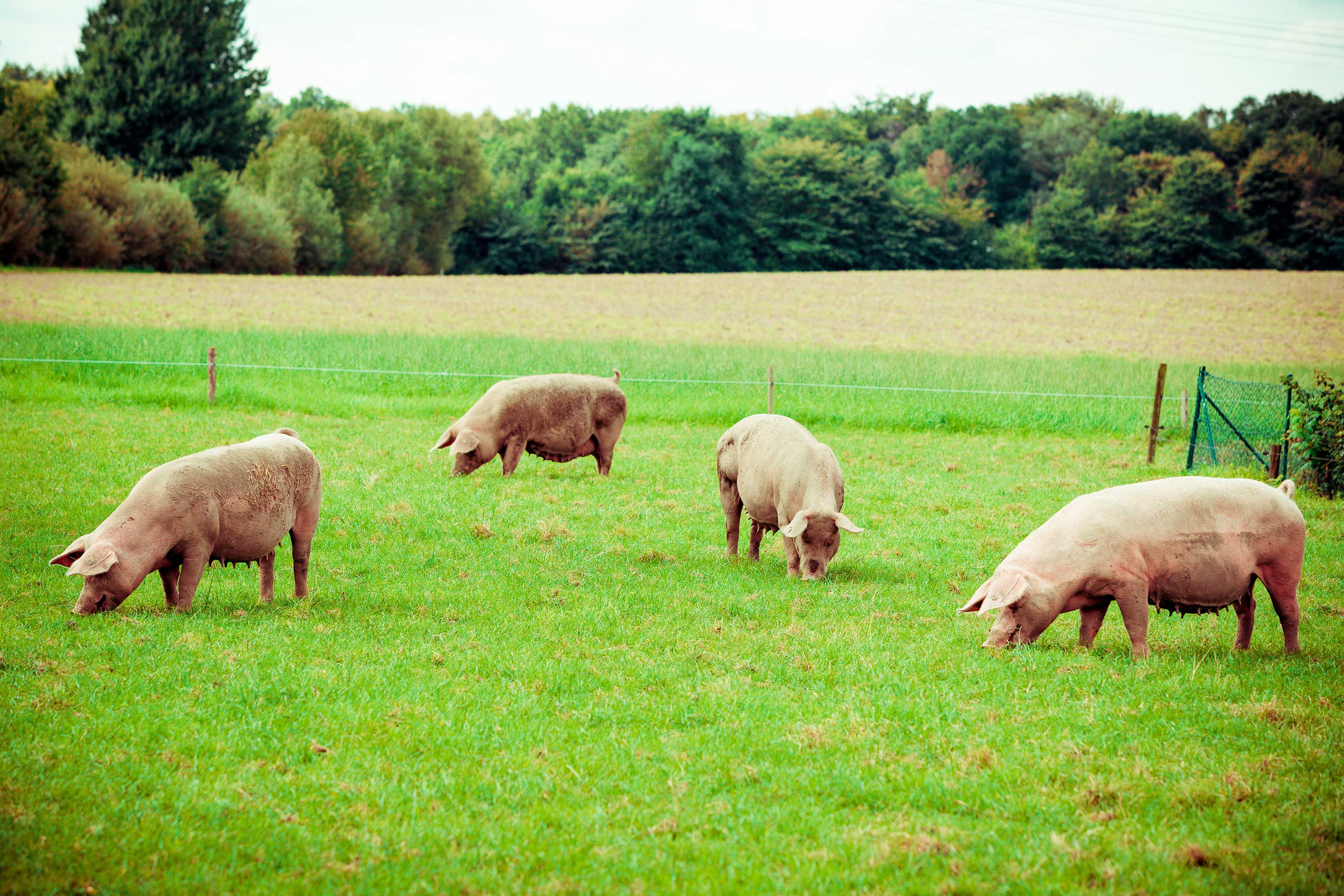 Pork Industry Changes
